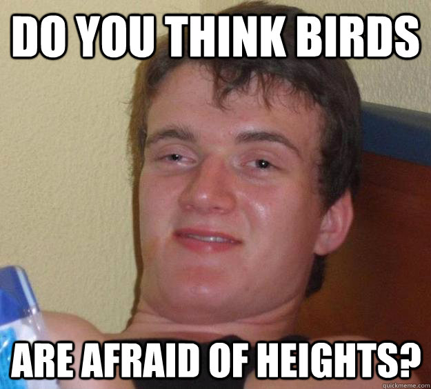 Do you think birds are afraid of heights?  10 Guy