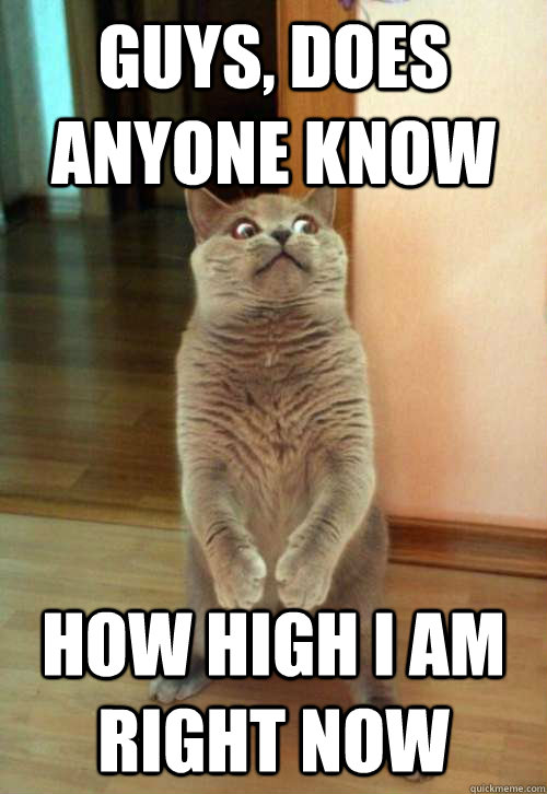 Guys, Does anyone know  how high i am right now - Guys, Does anyone know  how high i am right now  Horrorcat