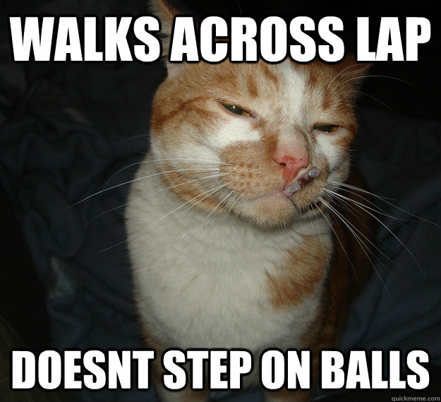 walks across lap doesnt step on balls  