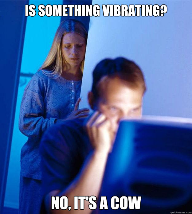 Is something vibrating?  No, it's a cow - Is something vibrating?  No, it's a cow  Redditors Wife