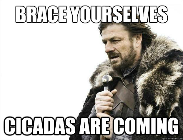 Brace yourselves Cicadas are coming  Brace Yourselves - Borimir
