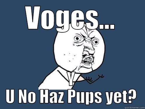VOGES... Y U NO HAZ PUPS YET? Y U No
