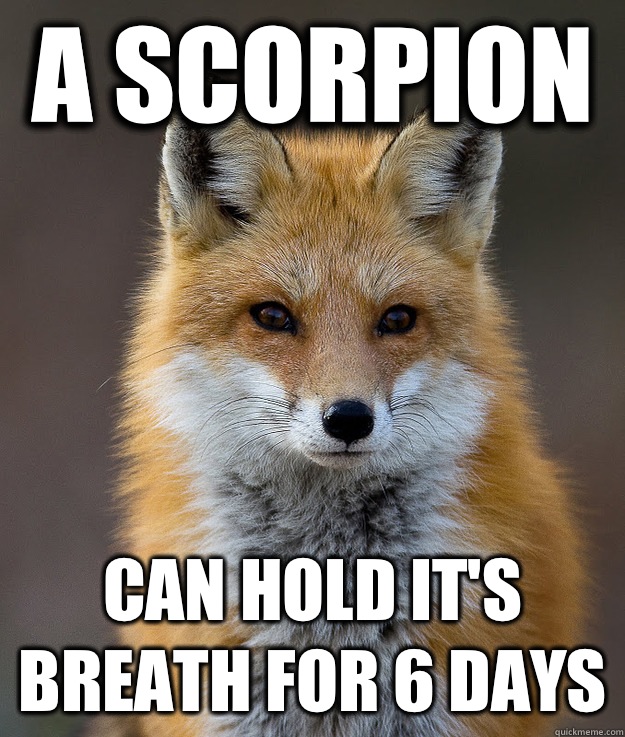 A scorpion Can hold it's breath for 6 days  Fun Fact Fox