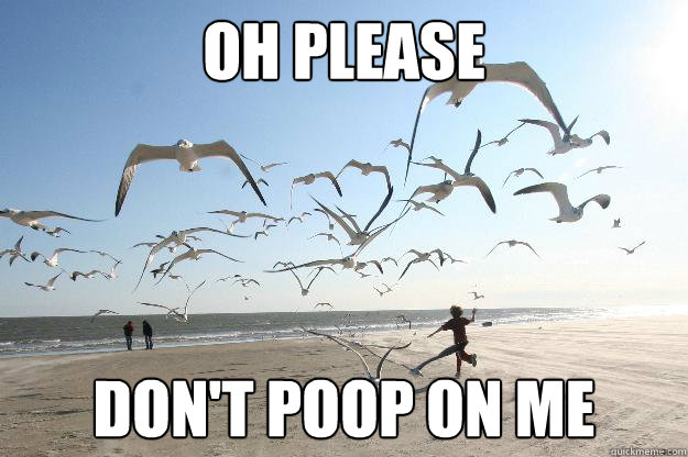 Oh please don't poop on me - Oh please don't poop on me  Every time Im at the beach...