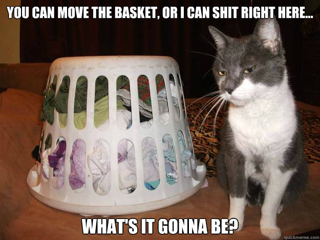You can move the basket, or I can shit right here... What's it gonna be? - You can move the basket, or I can shit right here... What's it gonna be?  ultimatum kitty
