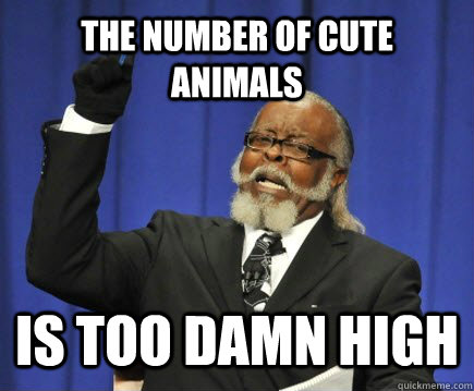 The number of cute animals is too damn high  Too Damn High