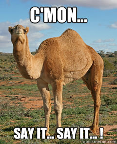 C'MOn... Say It... SAY IT... !  Hump Day Camel