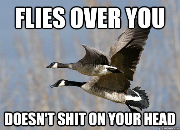 Flies over you Doesn't shit on your head - Flies over you Doesn't shit on your head  Good Guy Goose