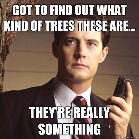 Got to find out what kind of trees these are... they're really something - Got to find out what kind of trees these are... they're really something  Dale cooper