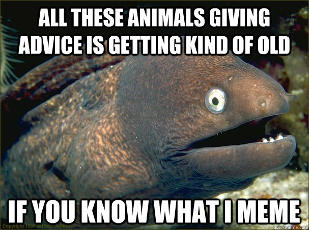 all these animals giving advice is getting kind of old if you know what i meme - all these animals giving advice is getting kind of old if you know what i meme  Bad Joke Eel