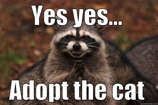 YES YES... ADOPT THE CAT Evil Plotting Raccoon