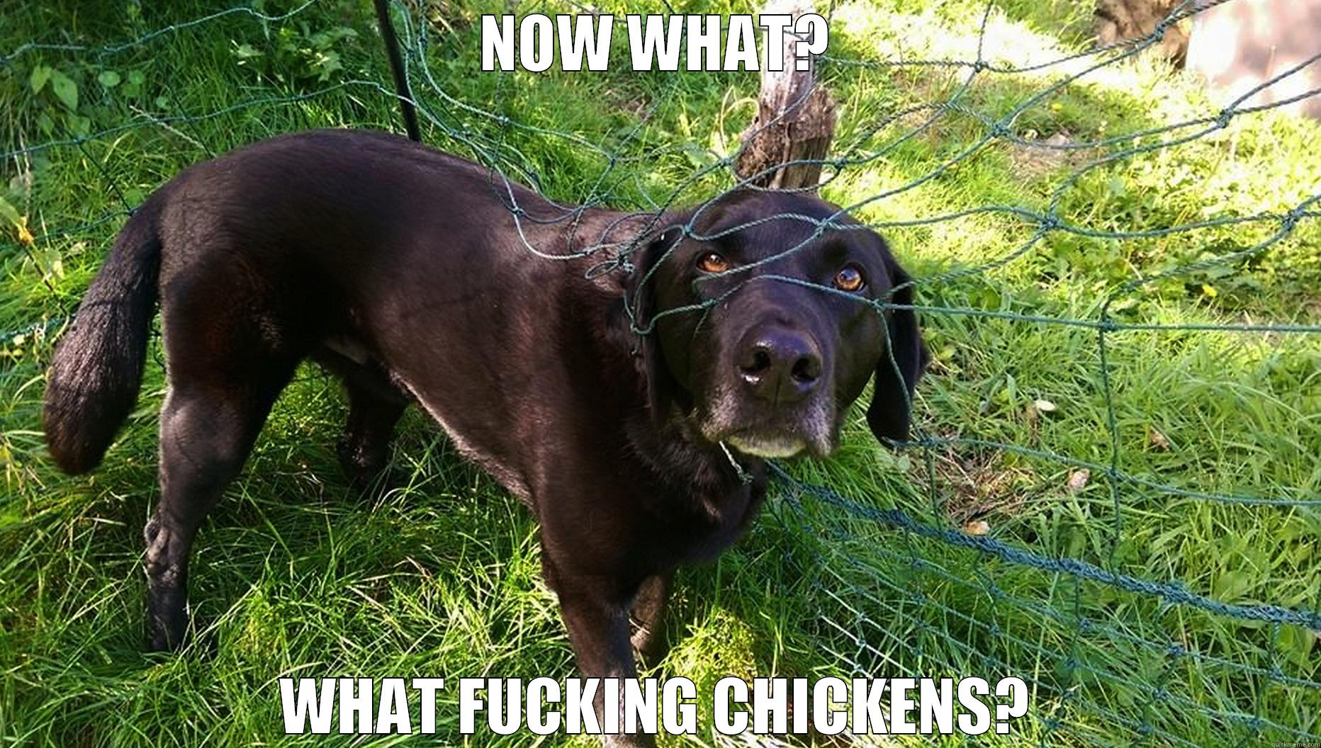 NOW WHAT? - NOW WHAT? WHAT FUCKING CHICKENS? Misc