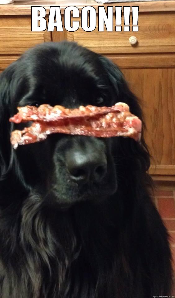 BACON!!!  Misc