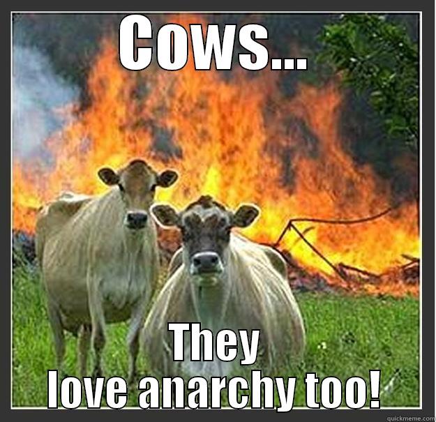 cow meme - COWS... THEY LOVE ANARCHY TOO! Evil cows
