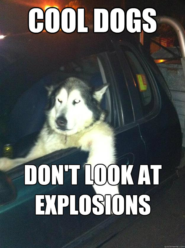 cool dogs don't look at explosions  Mean Dog