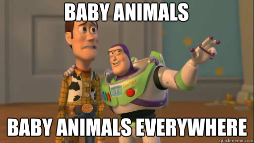 Baby Animals Baby Animals everywhere  Everywhere
