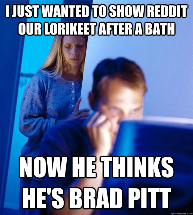 I just wanted to show reddit our lorikeet after a bath now he thinks he's brad pitt  Redditors Wife