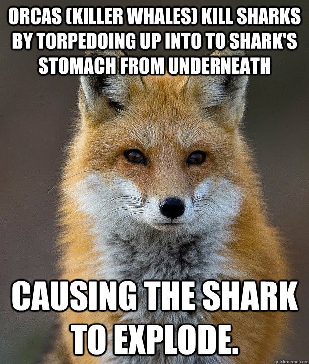 Orcas (killer whales) kill sharks by torpedoing up into to shark's stomach from underneath causing the shark to explode.   Fun Fact Fox