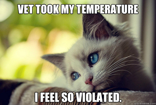 Vet took my temperature I feel so violated. - Vet took my temperature I feel so violated.  First World Cat Problems