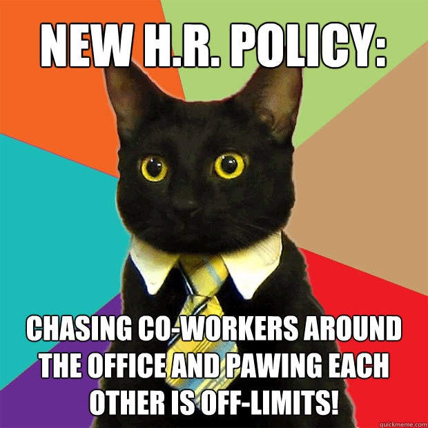 New H.R. policy: Chasing co-workers around the office and pawing each other is off-limits!  Business Cat