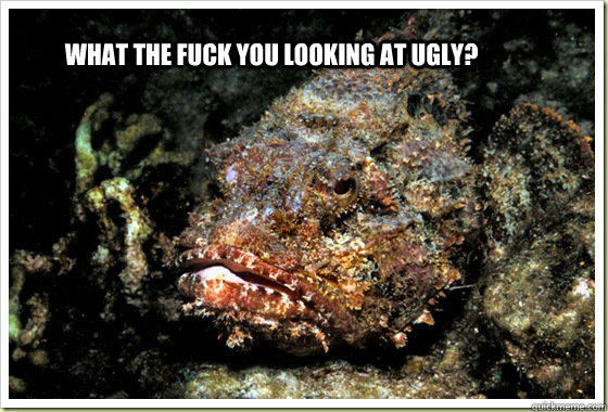 WHAT THE FUCK YOU LOOKING AT UGLY? - WHAT THE FUCK YOU LOOKING AT UGLY?  STONEFISH