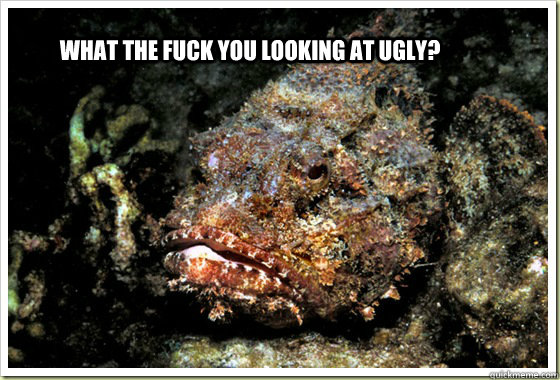 WHAT THE FUCK YOU LOOKING AT UGLY?  STONEFISH
