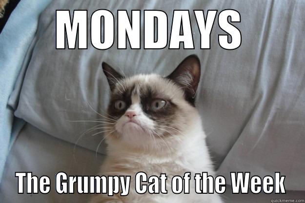 If Grumpy Cat was a day of the week - MONDAYS THE GRUMPY CAT OF THE WEEK Grumpy Cat