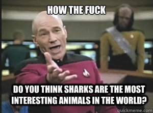 How the fuck  do you think sharks are the most interesting animals in the world?  Annoyed Picard