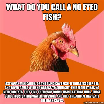 what do you call a no eyed fish? Astyanax mexicanus, or the blind cave fish. it inhabits deep sea and river caves with no access to sunlight, therefore it has no need for eyes. they find their way round using lateral lines. these sense fluctuating water p  Anti-Joke Chicken