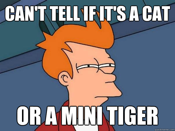 Can't tell if it's a cat Or a Mini Tiger  Futurama Fry