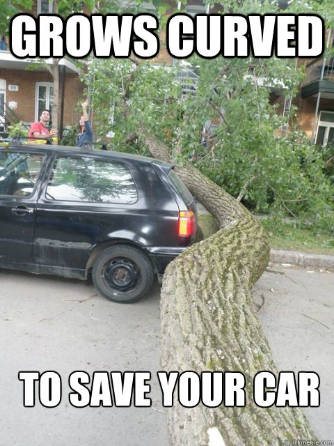 Grows curved To save your car  
