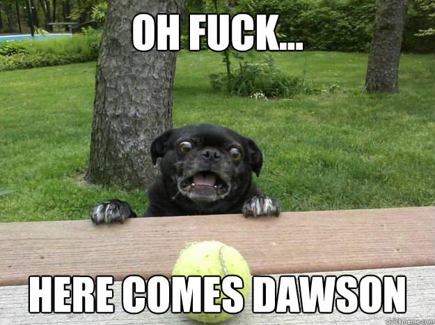 oh fuck... here comes dawson  Berks Dog