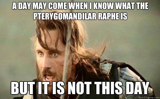 A day may come when I know what the Pterygomandilar Raphe is But it is not this day Caption 3 goes here  Aragorn