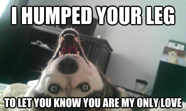 i humped your leg to let you know you are my only love  Over Obsessive Dog