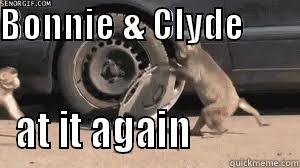 Bonnie & Clyde Meme - BONNIE & CLYDE                                                             AT IT AGAIN             Misc