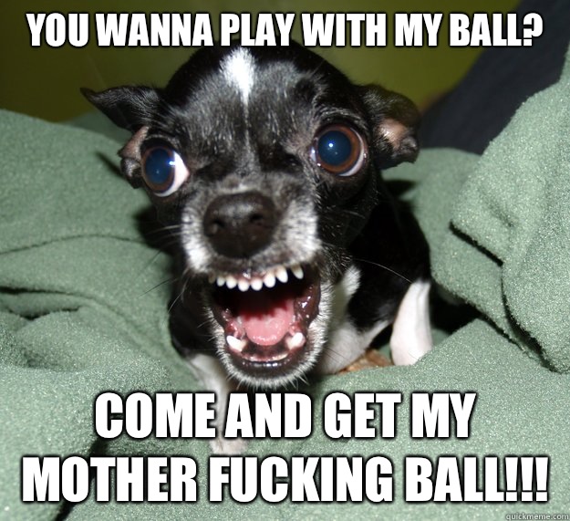 You wanna play with my ball? COME AND GET MY MOTHER FUCKING BALL!!!  Chihuahua Logic