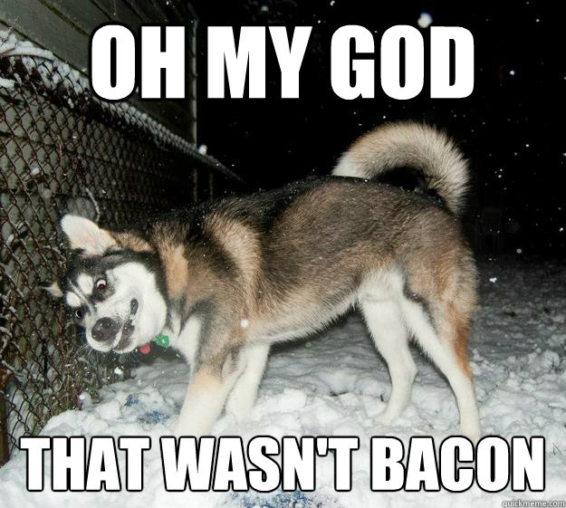 oh my god that wasn't bacon  Sudden Clarity Canine