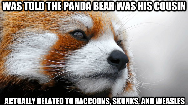 Was told the panda bear was his cousin actually related to raccoons, skunks, and weasles - Was told the panda bear was his cousin actually related to raccoons, skunks, and weasles  Pensively Pondering Red Panda