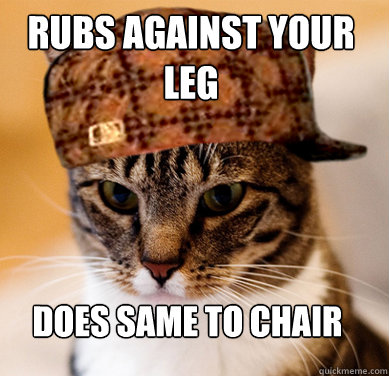 rubs against your leg does same to chair  Scumbag Cat