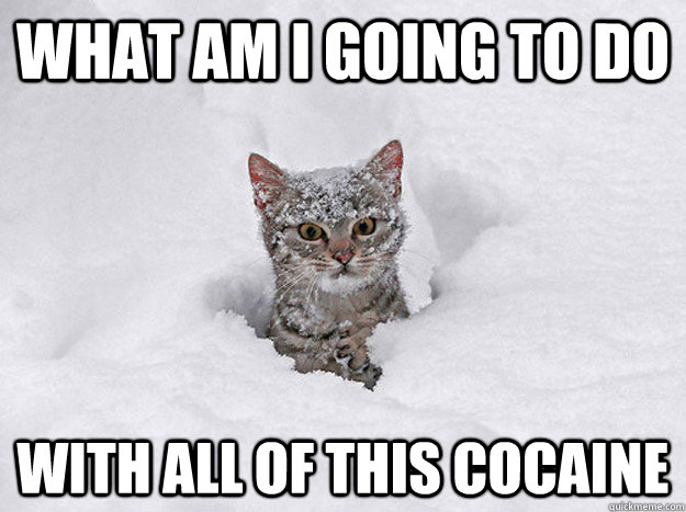 What am I going to do with all of this cocaine - What am I going to do with all of this cocaine  Cocaine Cat