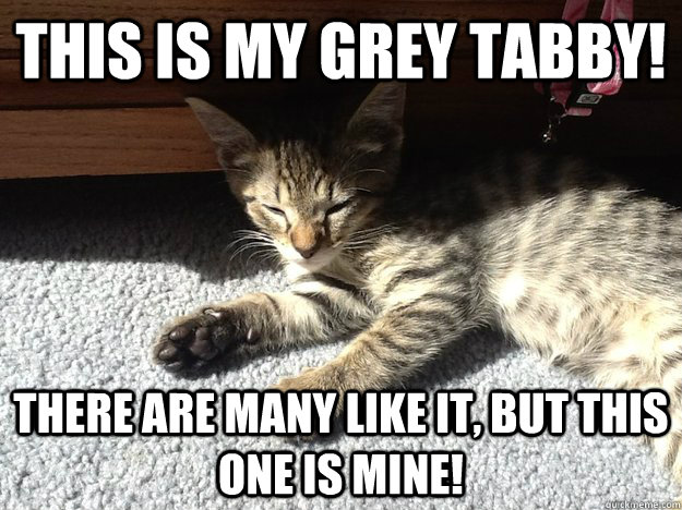 This is my grey tabby! There are many like it, but this one is mine! - This is my grey tabby! There are many like it, but this one is mine!  Misc