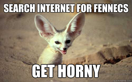 Search internet for fennecs get horny  