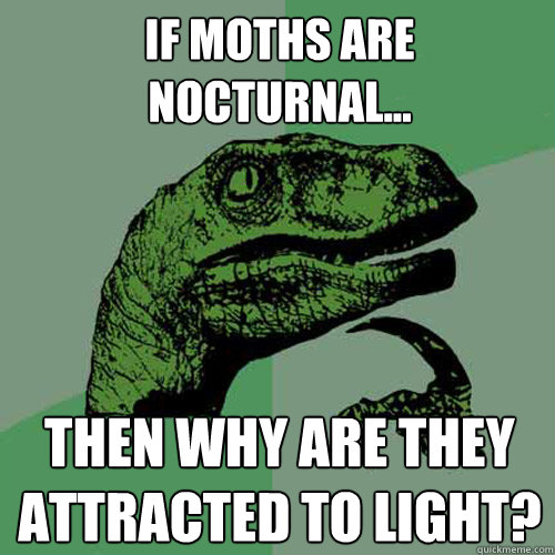If moths are nocturnal... then why are they attracted to light?  Philosoraptor