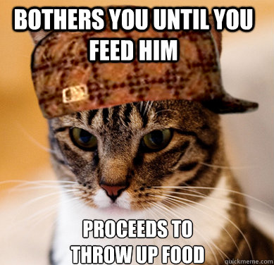 Bothers you until you feed him  Proceeds to throw up food  Scumbag Cat
