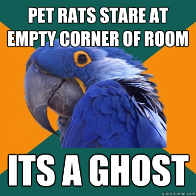 pet rats stare at empty corner of room its a ghost  Paranoid Parrot