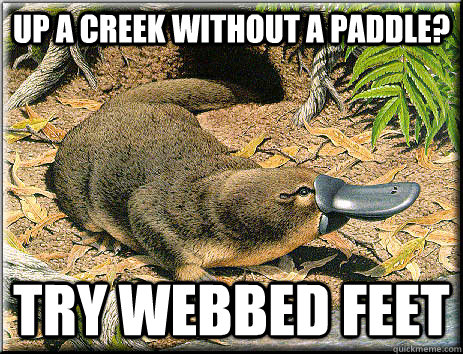 Up a creek without a paddle? Try webbed feet - Up a creek without a paddle? Try webbed feet  Platitudinous Platypus