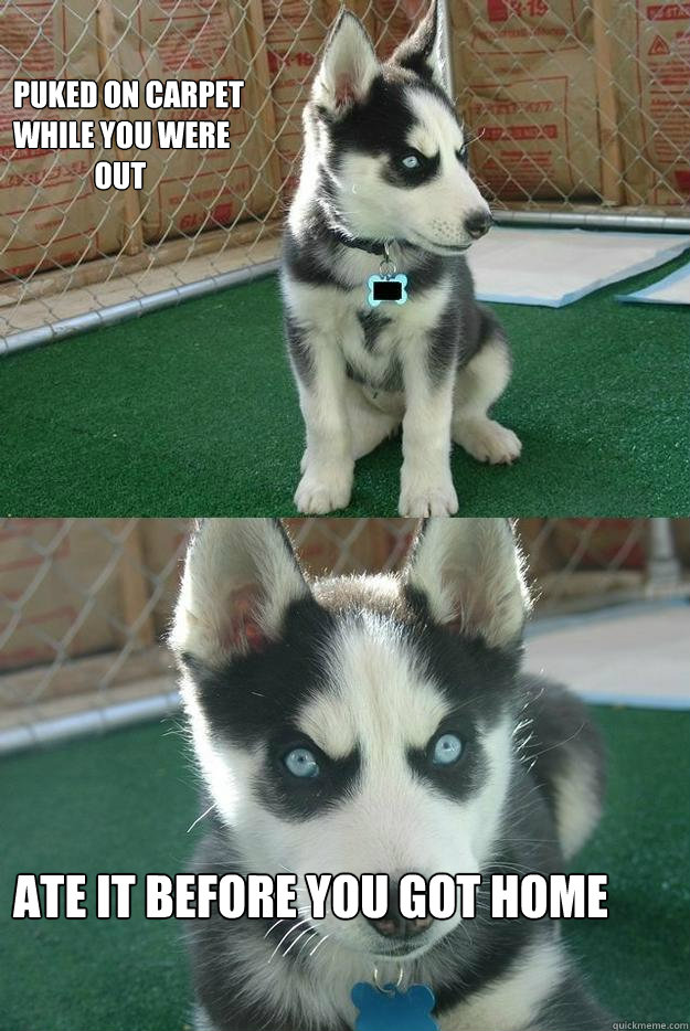 PUKED ON CARPET
WHILE YOU WERE
              OUT ATE IT BEFORE YOU GOT HOME  Insanity puppy