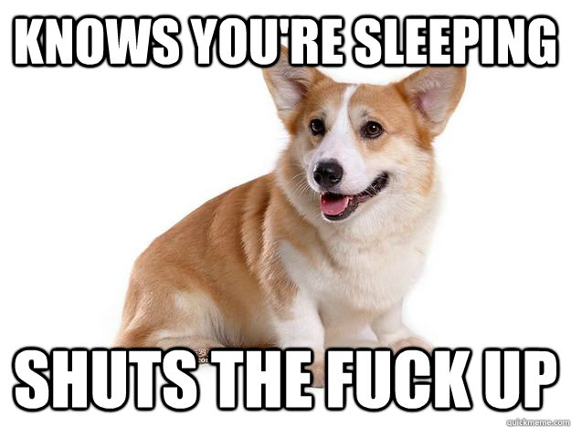 KNOWS YOU'RE SLEEPING SHUTS THE FUCK UP  Good Guy Dog