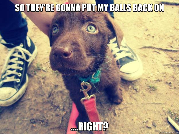 So They're gonna put my balls back on  ....right? - So They're gonna put my balls back on  ....right?  Naive Puppy