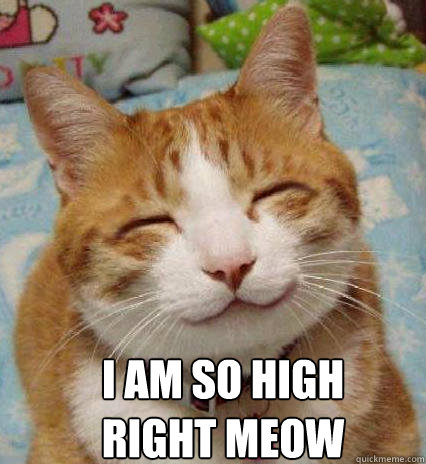 I AM SO HIGH
RIGHT MEOW  Stoned Cat